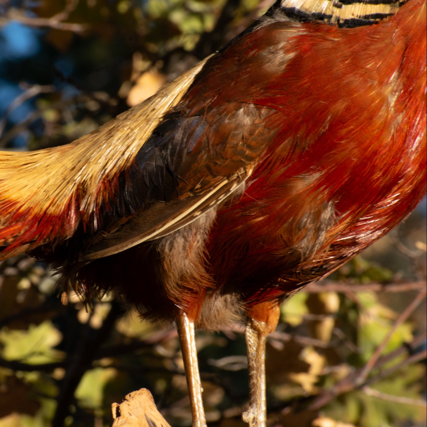 Vintage Red Golden Pheasant Taxidermy Mount Exotic Bird Lodge Decor