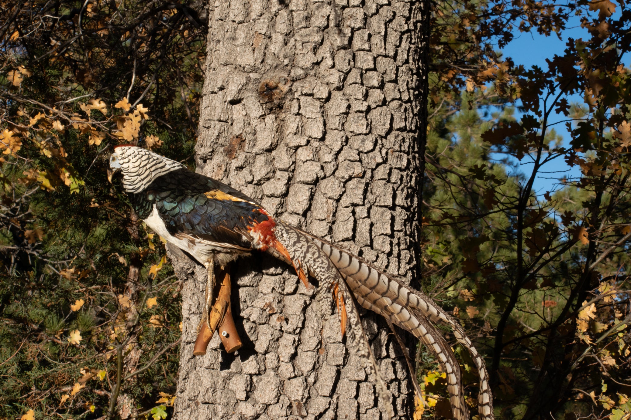 Vintage Lady Amherst Pheasant Taxidermy Standing on a Branch Wall Mount