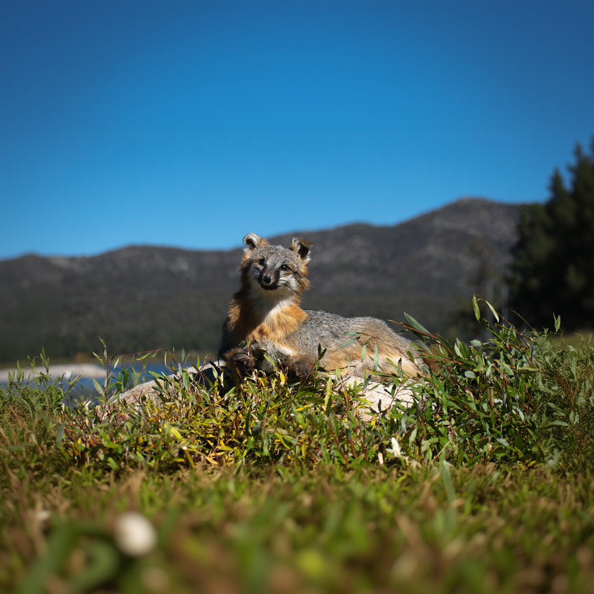 Vintage Grey Fox Taxidermy Full Body Trophy Mount