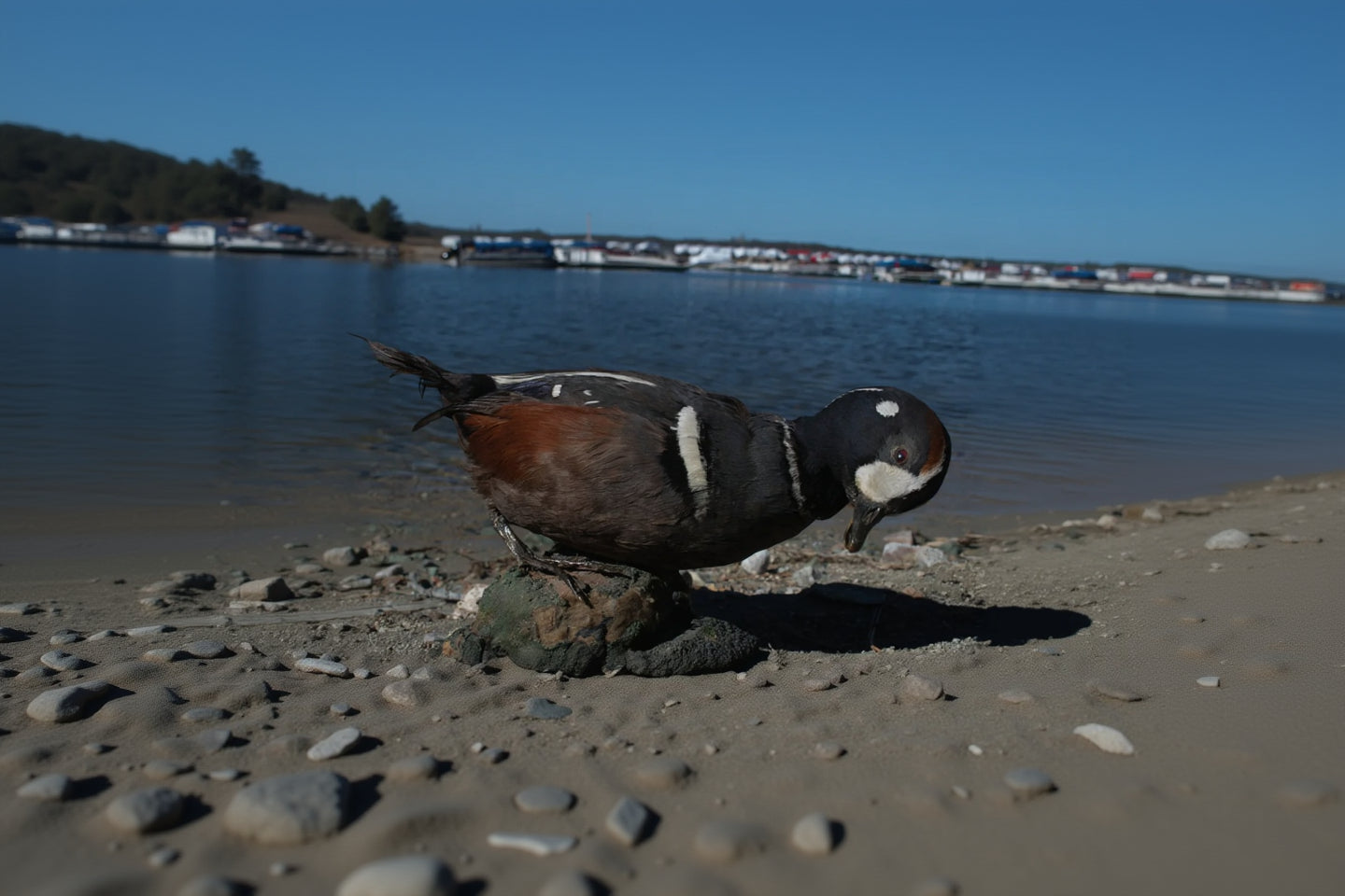 Vintage Harlequin Duck Standing Mount