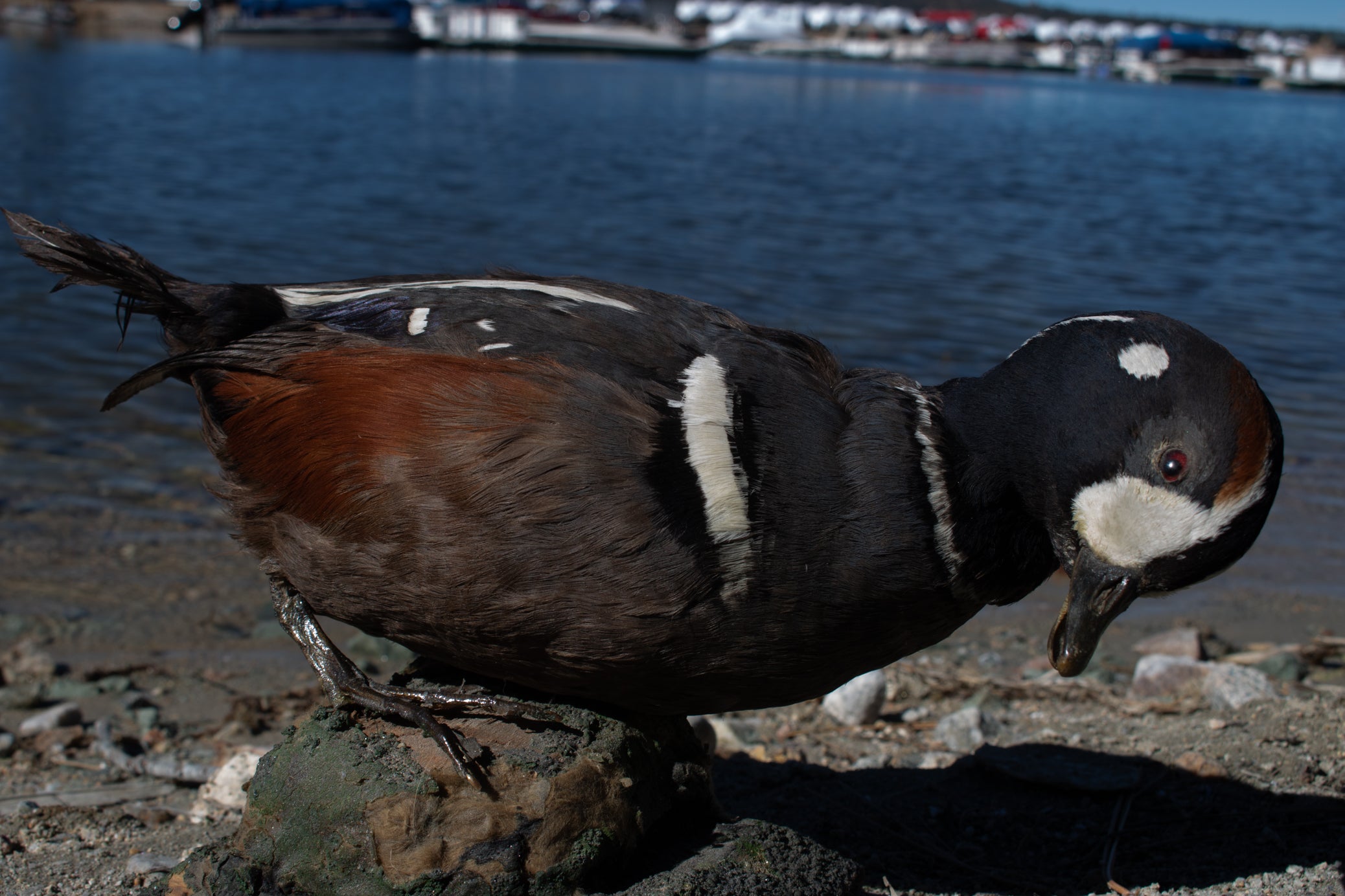 Vintage Harlequin Duck Standing Mount