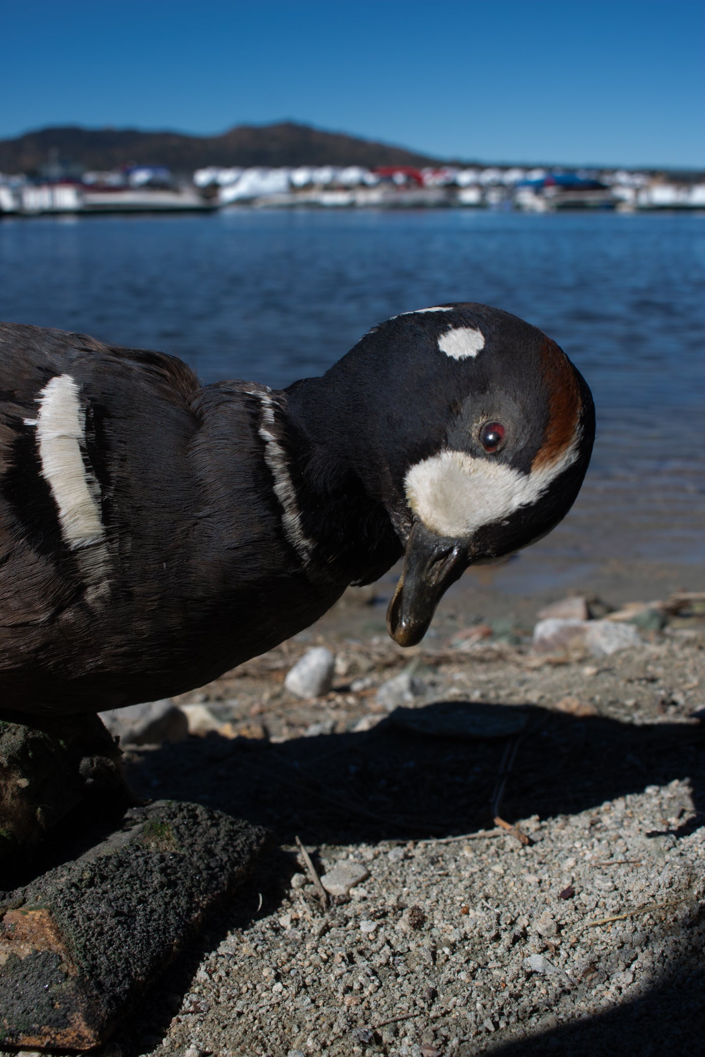 Vintage Harlequin Duck Standing Mount