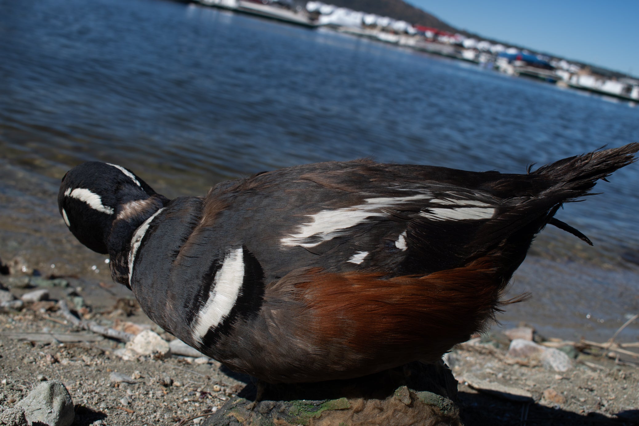 Vintage Harlequin Duck Standing Mount