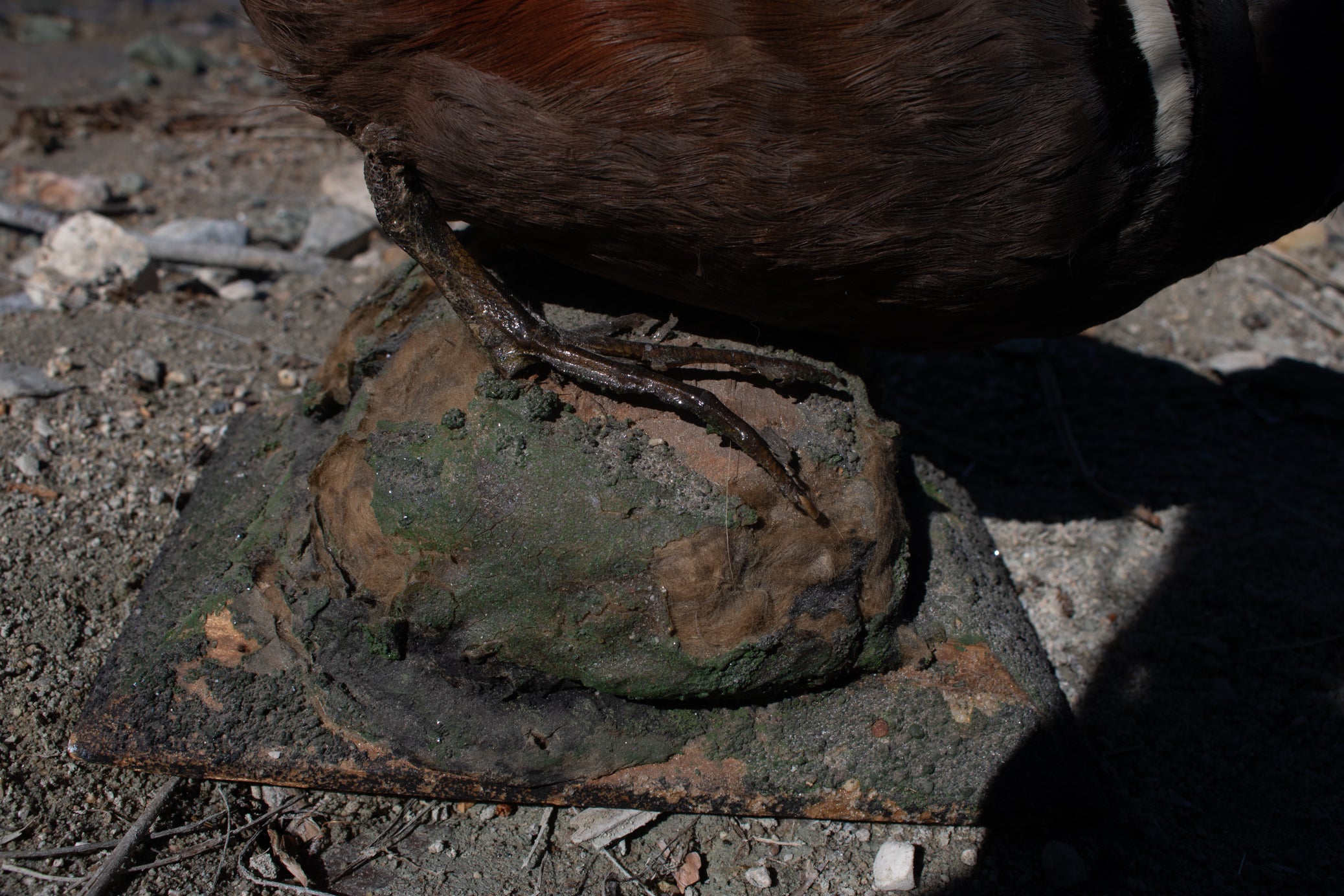 Vintage Harlequin Duck Standing Mount