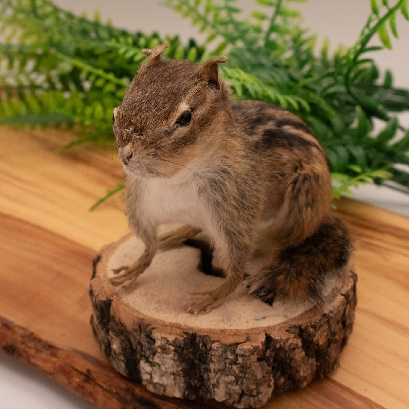 vintage taxidermy chipmunk mounted on natural wood slice base rustic woodland cabin decor collectible wildlife display