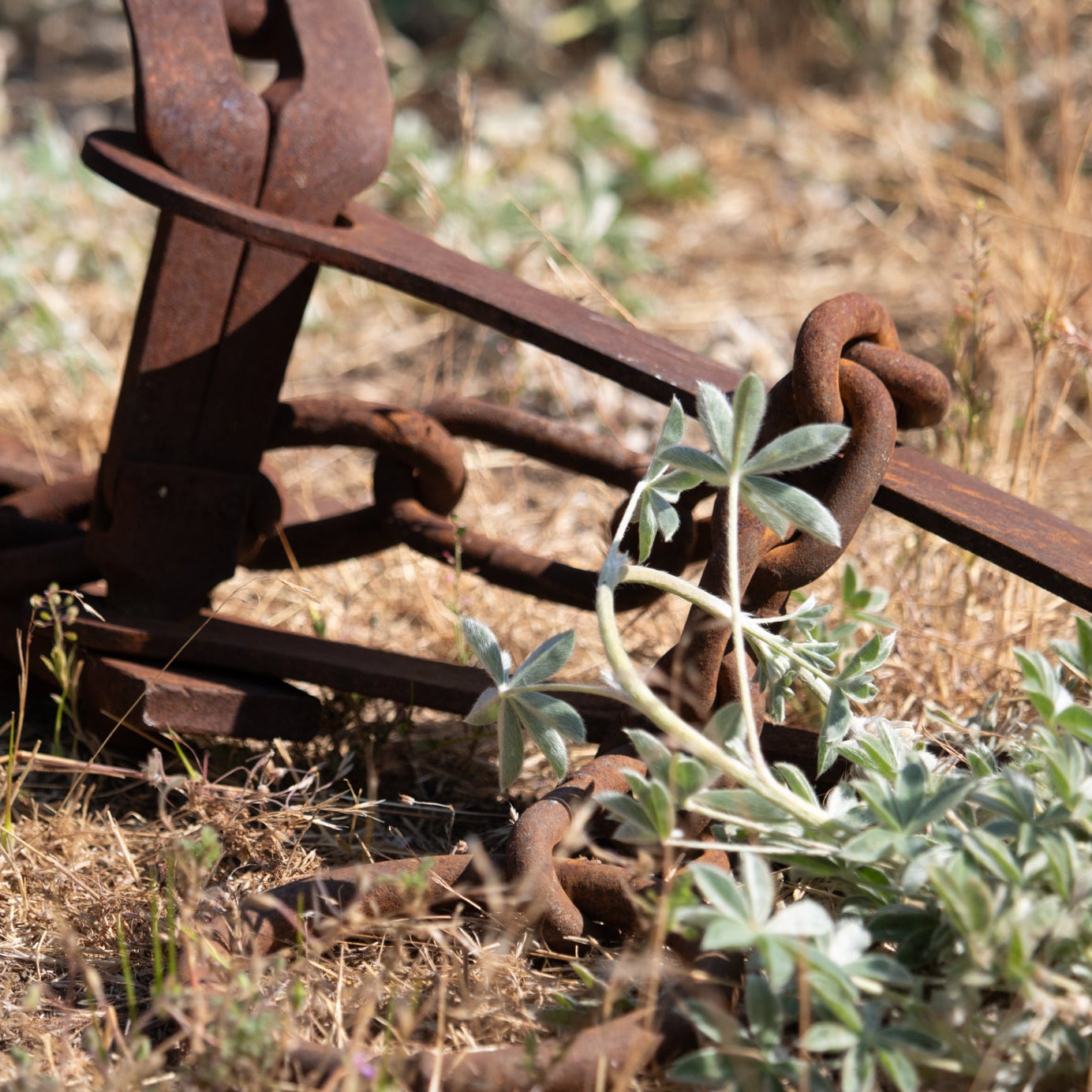 Rustic Rare 18th Century Machine Forged Bear Trap