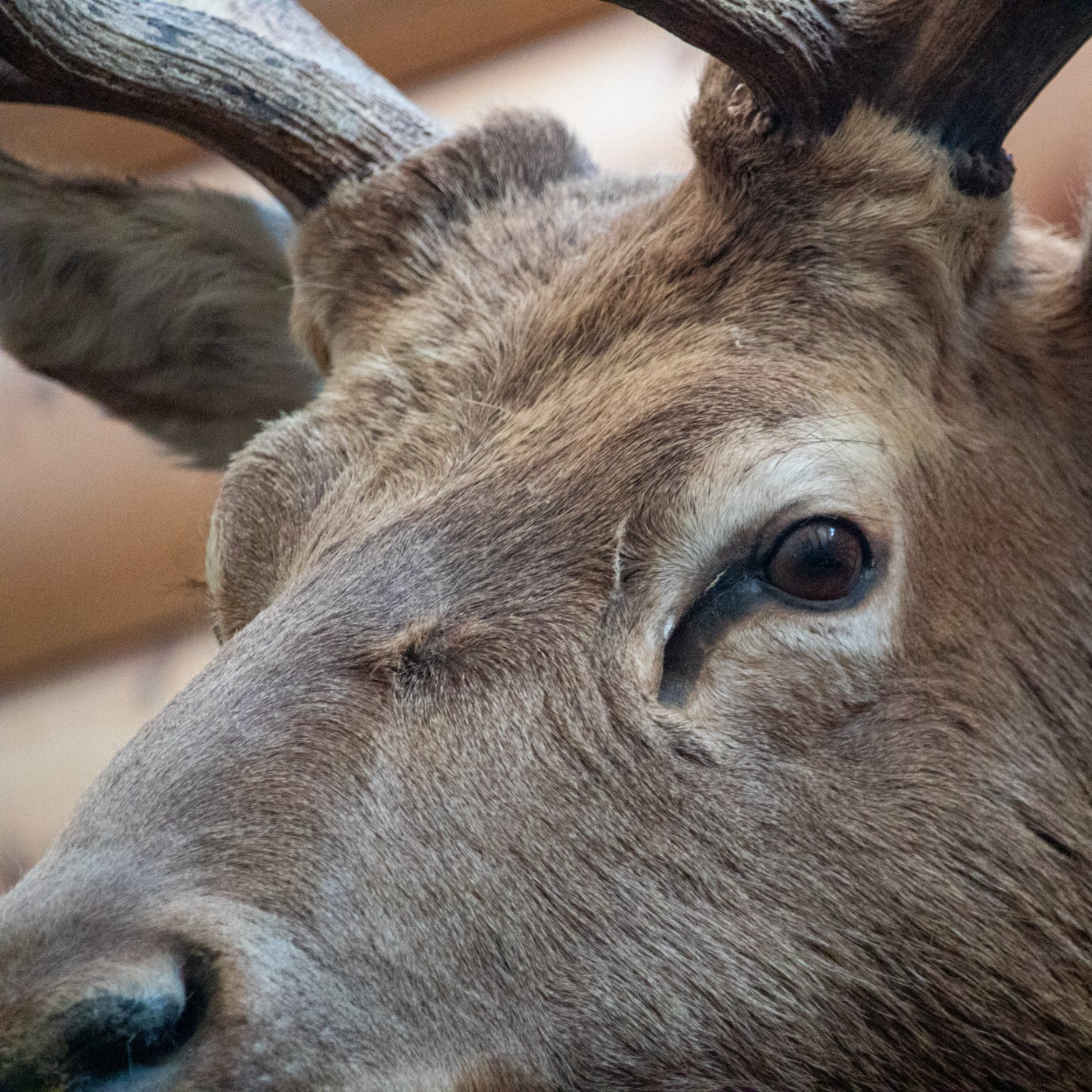Vintage Elk Head Shoulder Mount Taxidermy Rustic Lodge Cabin Wall Decor
