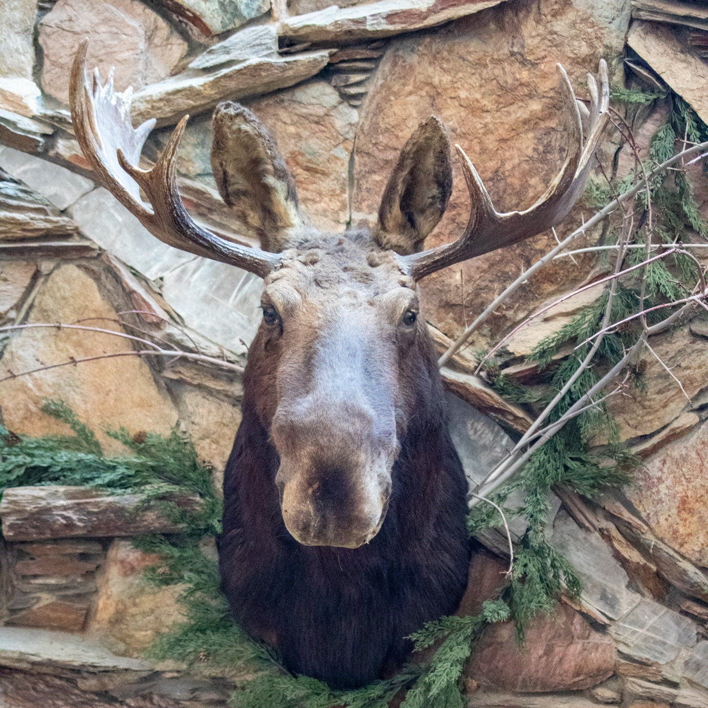 Vintage Moose Head Shoulder Mount Taxidermy Rustic Lodge Cabin Wall Decor