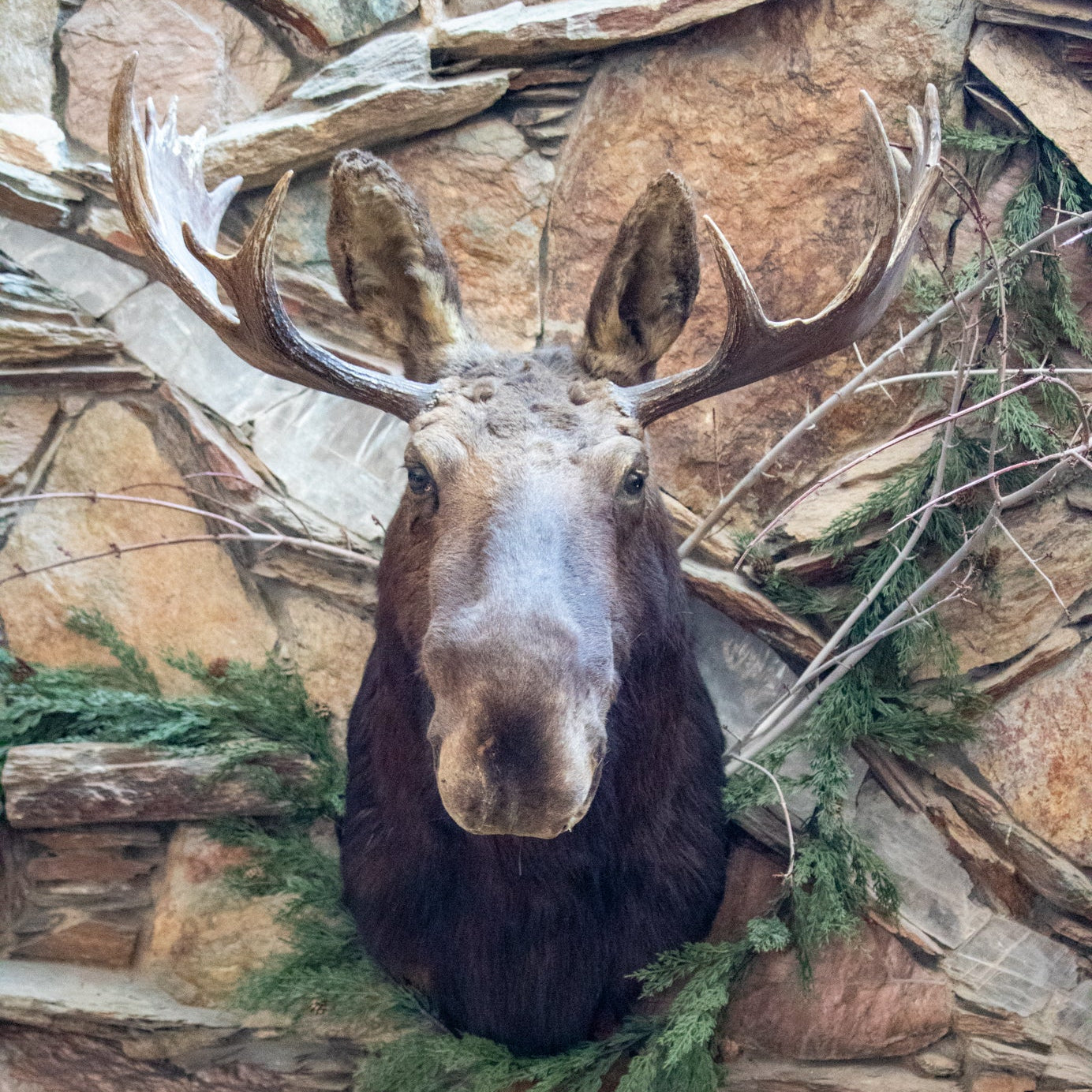 vintage moose head shoulder mount taxidermy with large natural antlers rustic lodge cabin wall decor wildlife display piece