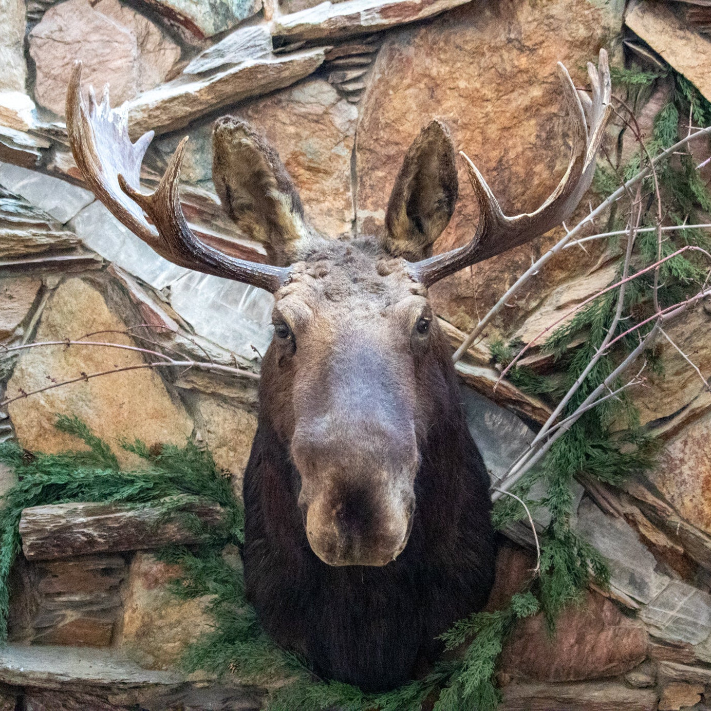 Vintage Moose Head Shoulder Mount Taxidermy Rustic Lodge Cabin Wall Decor