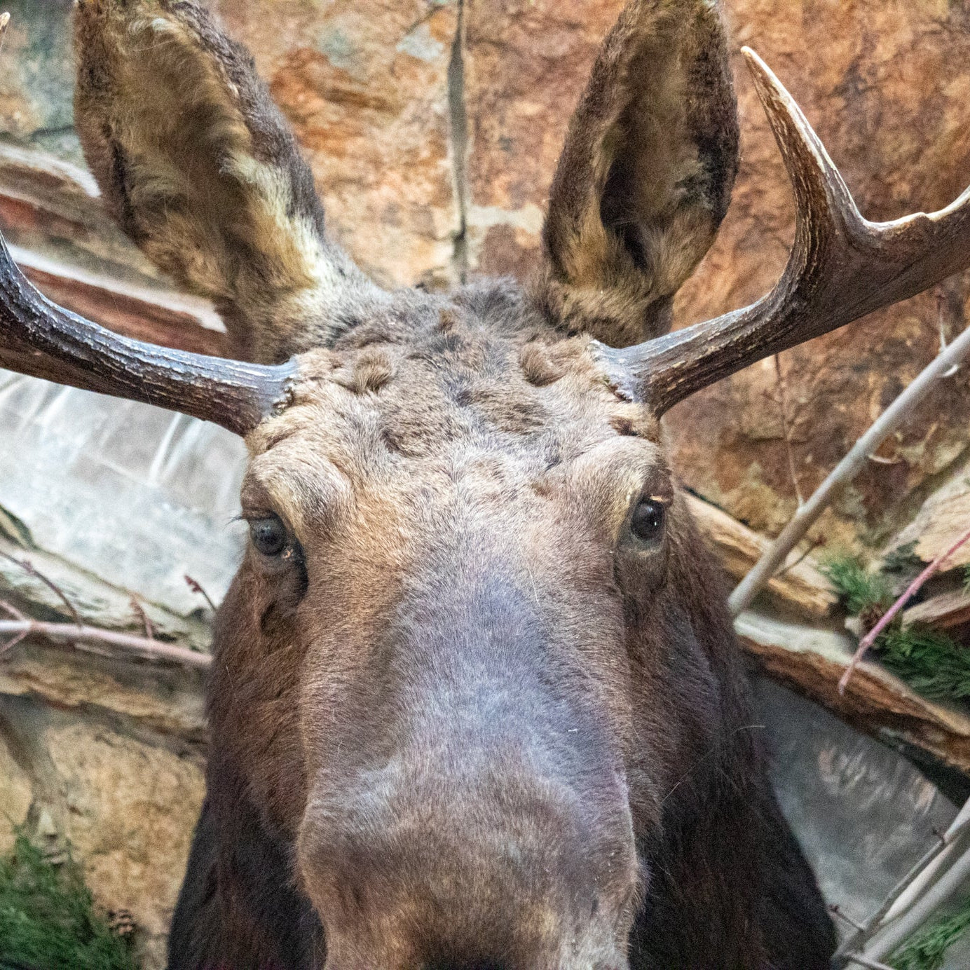 Vintage Moose Head Shoulder Mount Taxidermy Rustic Lodge Cabin Wall Decor