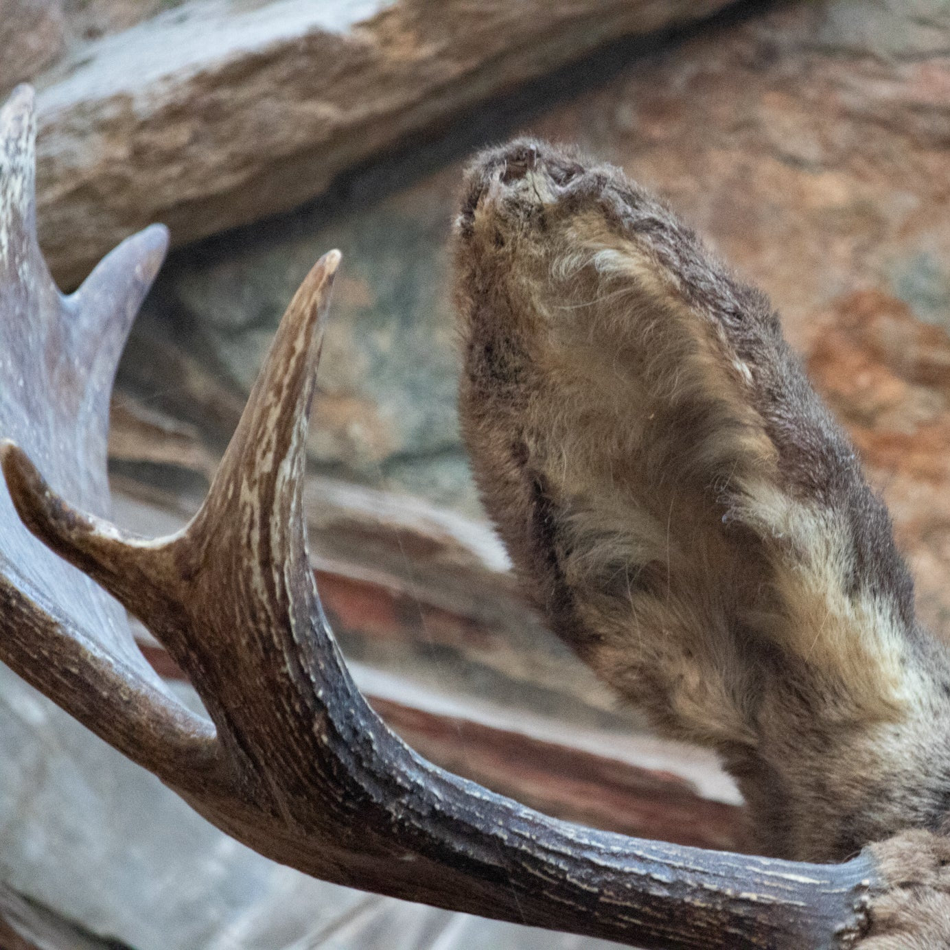Vintage Moose Head Shoulder Mount Taxidermy Rustic Lodge Cabin Wall Decor