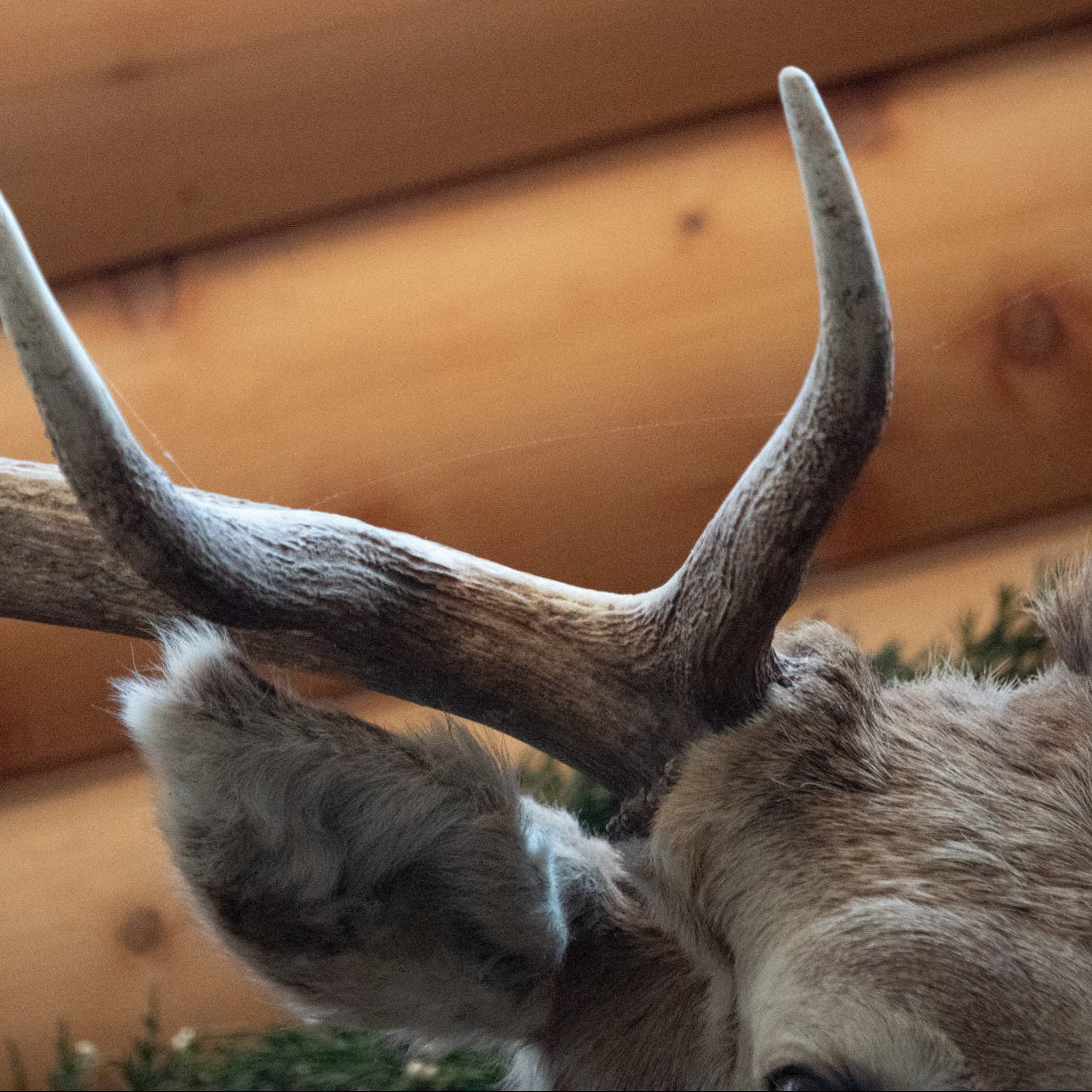 Vintage Elk Head Shoulder Mount Taxidermy Rustic Lodge Cabin Wall Decor