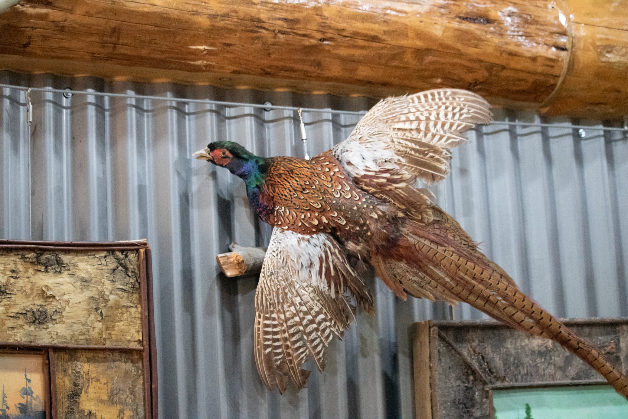 Vintage  Flying Pheasant on a Branch Taxidermy Wall Mount