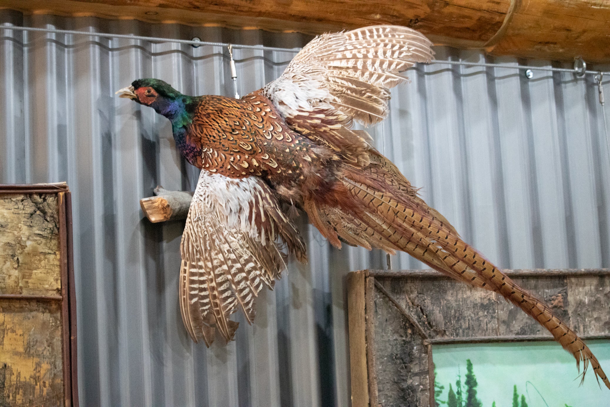 Vintage  Flying Pheasant on a Branch Taxidermy Wall Mount