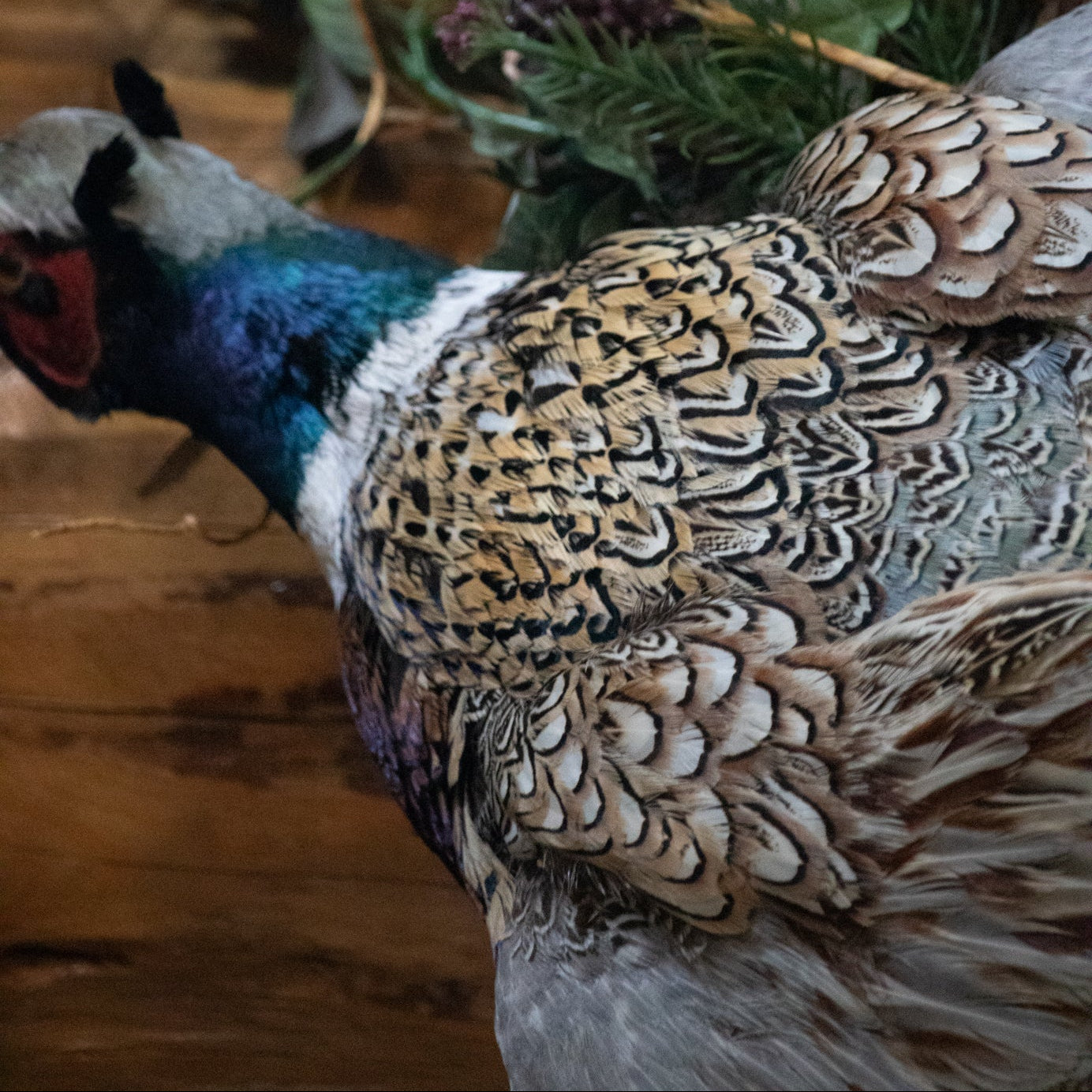 Vintage Flying Chinese Ringneck Pheasant Wall Mount Taxidermy Rustic Lodge Decor