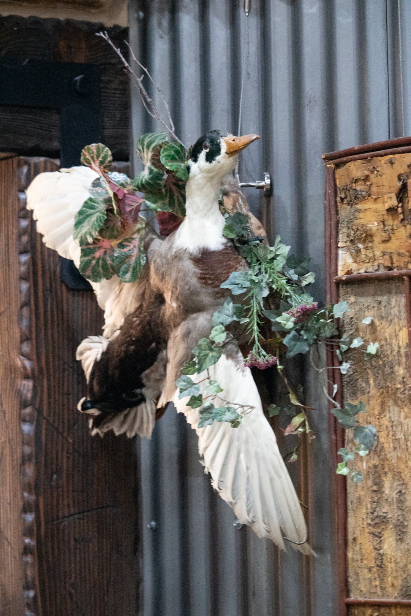 Vintage Wood Duck Taxidermy Bird Mounted