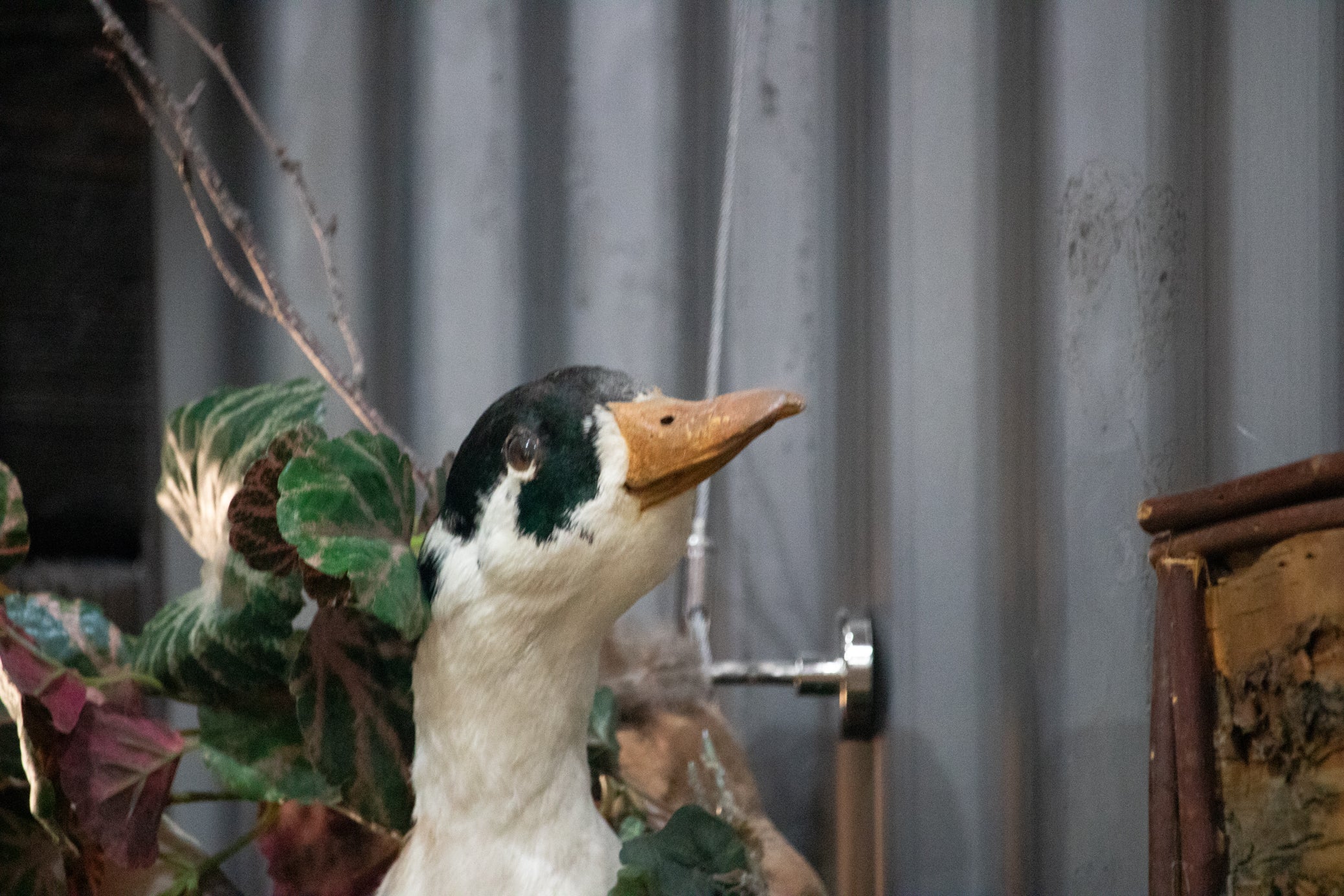 Vintage Wood Duck Taxidermy Bird Mounted