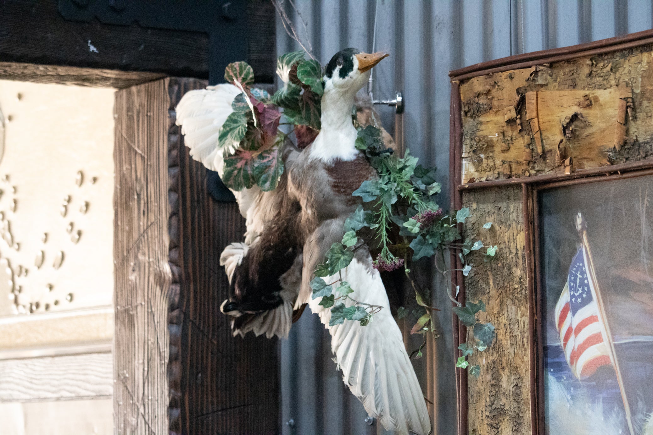 Vintage Wood Duck Taxidermy Bird Mounted