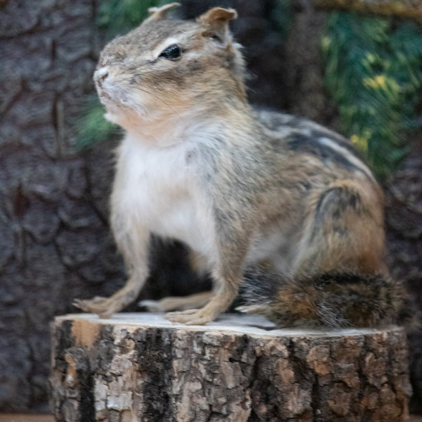 vintage taxidermy chipmunk mounted on natural wood slice base rustic woodland cabin decor collectible wildlife display