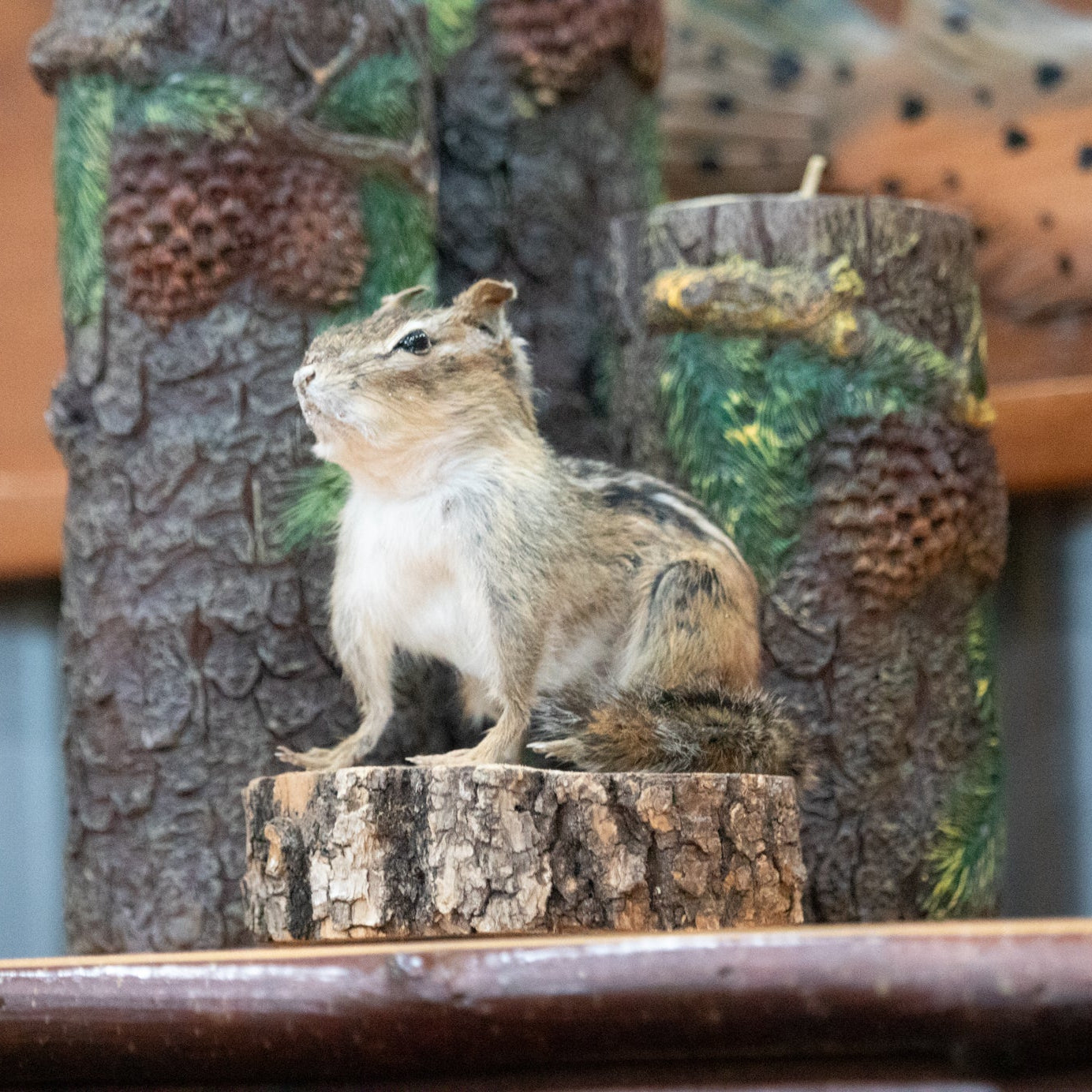 vintage taxidermy chipmunk mounted on natural wood slice base rustic woodland cabin decor collectible wildlife display