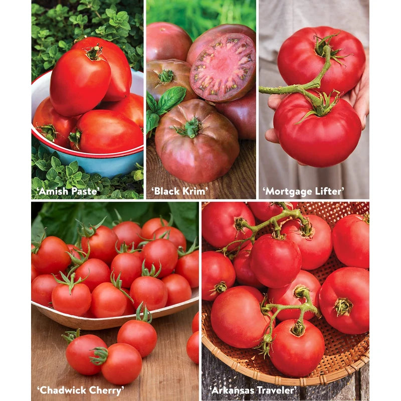 Burpee Heirloom Tomato Collection